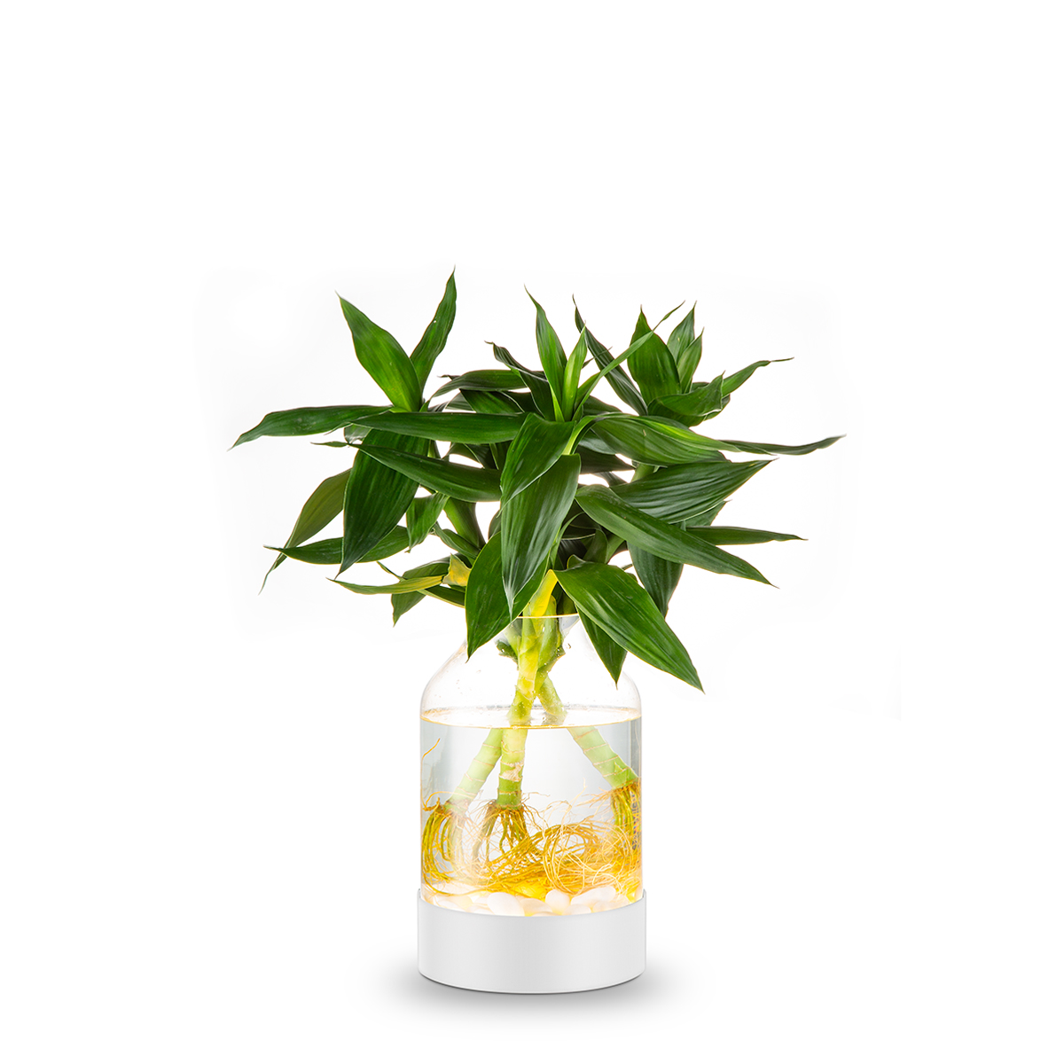 Table lamp Polvax TLT7003 25SW
